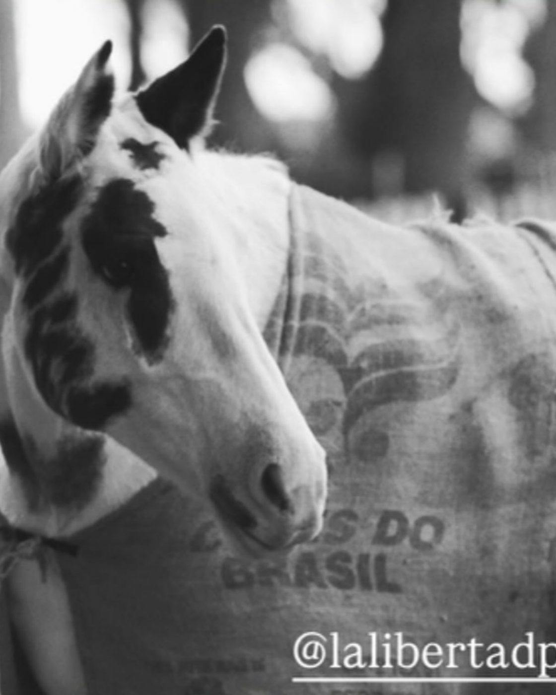 Caballo de La Libertad
